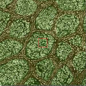 10-4 1 micron Vidíme buněčné stěny.
