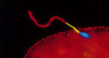 Spermie před tím, než jsou schopny oplodnit