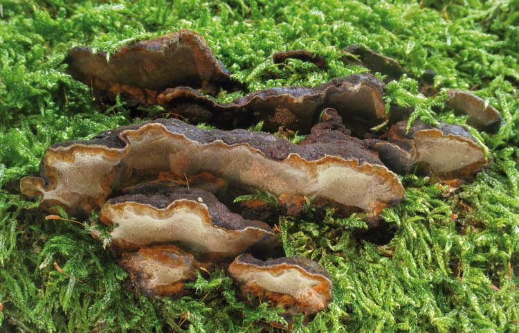 Obr. 21. / Fig. 21. Phellinus nigrolimitatus (ohňovec ohraničený); 18. 6. 2012, Braitava [JB12/166]. 48 53 00,18 N; 15 50 22,50 E, torzo tlejícího kmene Abies, not. J. Běťák et D. Dvořák; OZ: 2. 9.