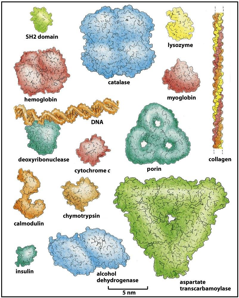 Figure 3-23 Molecular Biology of