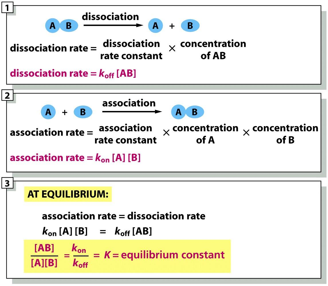 Figure 3-43a Molecular Biology