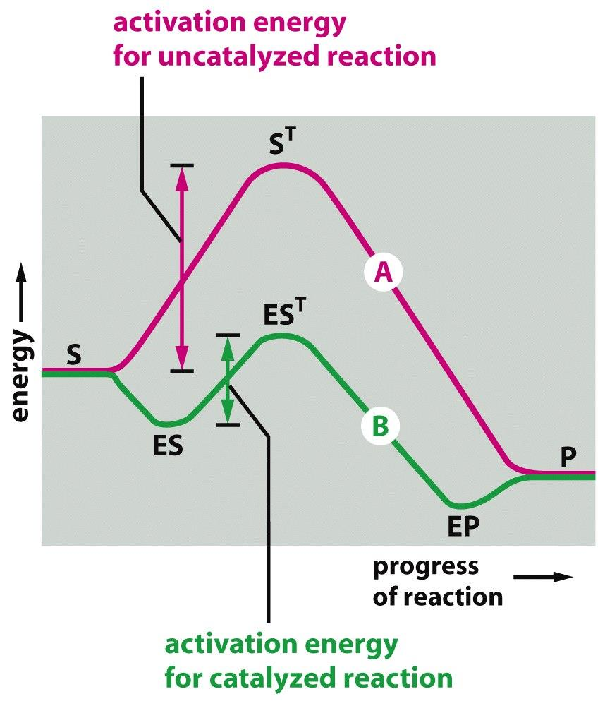 Figure 3-46 Molecular Biology of