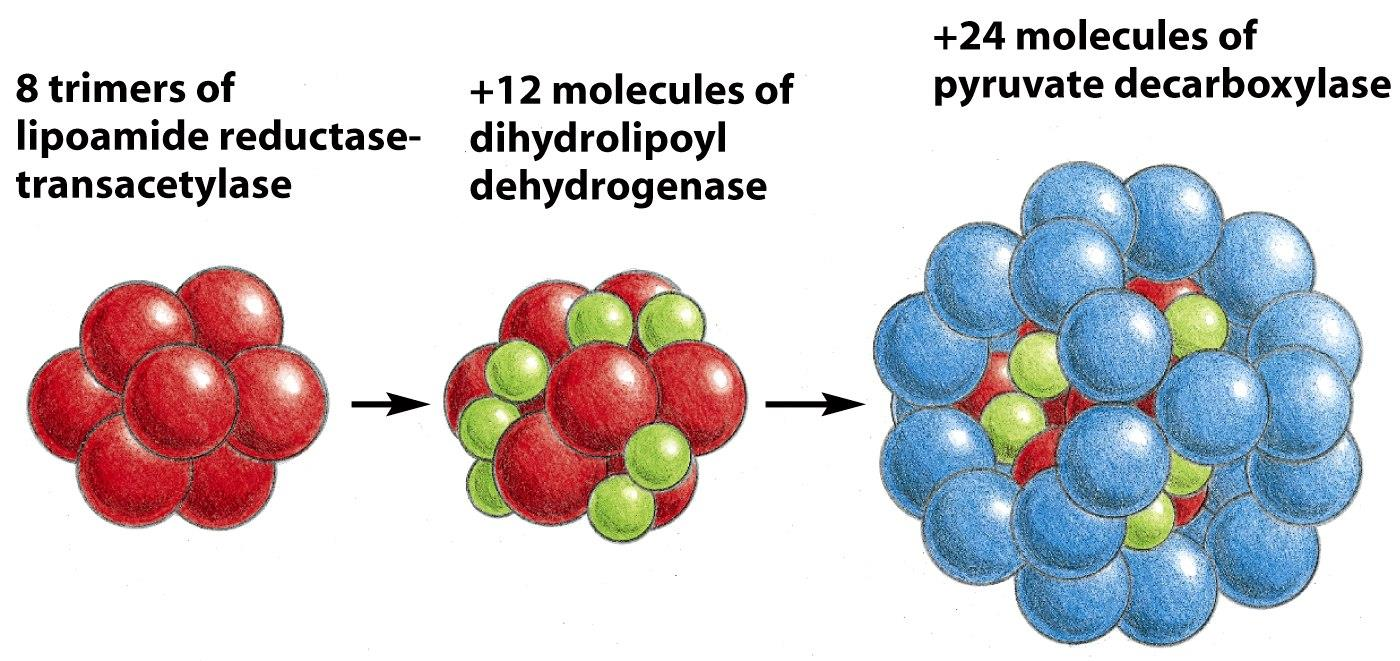 Multienzymové komplexy Figure 3-55