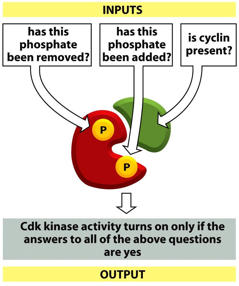 Figure 3-67 Molecular Biology of