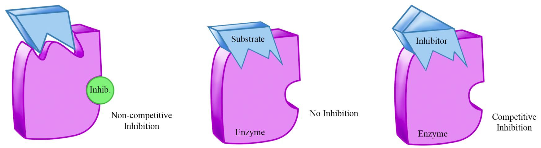 INHIBICE: - nevratná - vratná: a) substrátem b) kompetitivní (competitive)