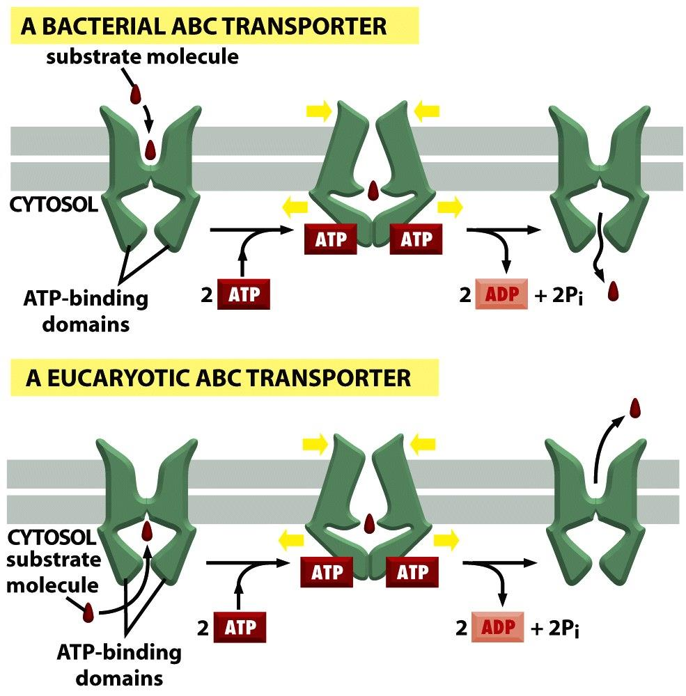 pumps Figure 3-78b Molecular