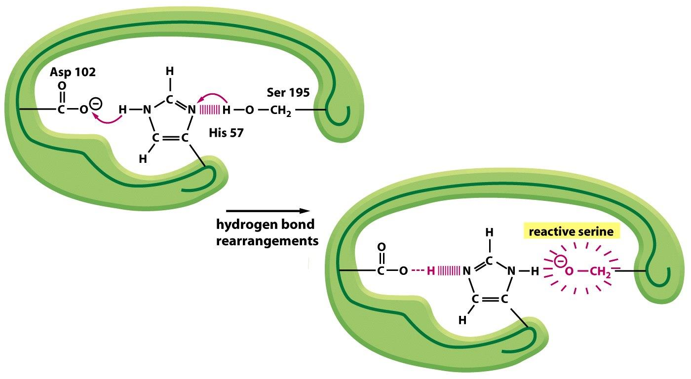 Figure 3-38 Molecular Biology of the Cell ( Garland Science 2008) Konformace proteinu