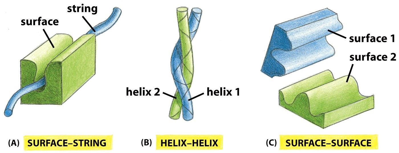 Figure 3-40 Molecular Biology of the Cell (