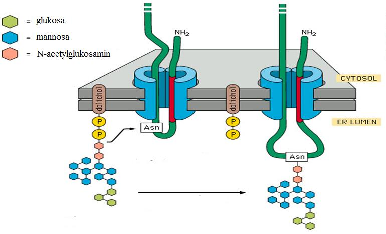 Mechanismus