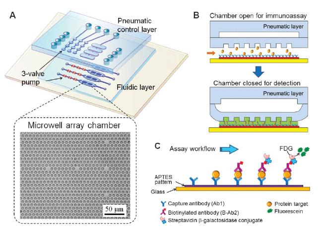 ELISA in a microfluidic chip fluorescein di-b-d-galactopyranoside (FDG) nefluoreskující substrát