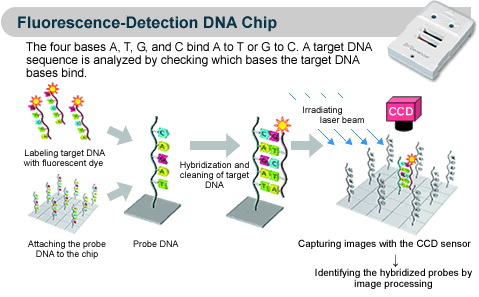 Princip DNA