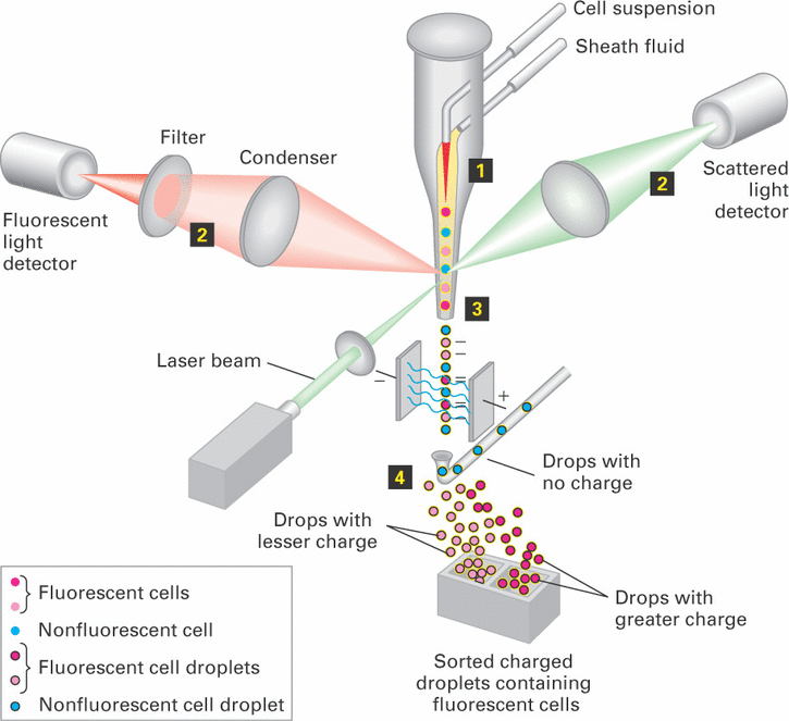 FACS - fluorescence activated cell sorting http://www.thoughtyoumayask.