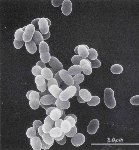 Lactococcus raffinolactis má sérologickou skupinu N. V mlékařské mikrobiologii nebývá běžný. Liší se od Lactococcus lactis ssp. lactis hlavně fermentací sacharózy.