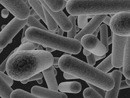 a životaschopnost Lactobacillus plantarum a jiných druhů LAB (Rodríguez, et al., 2009).