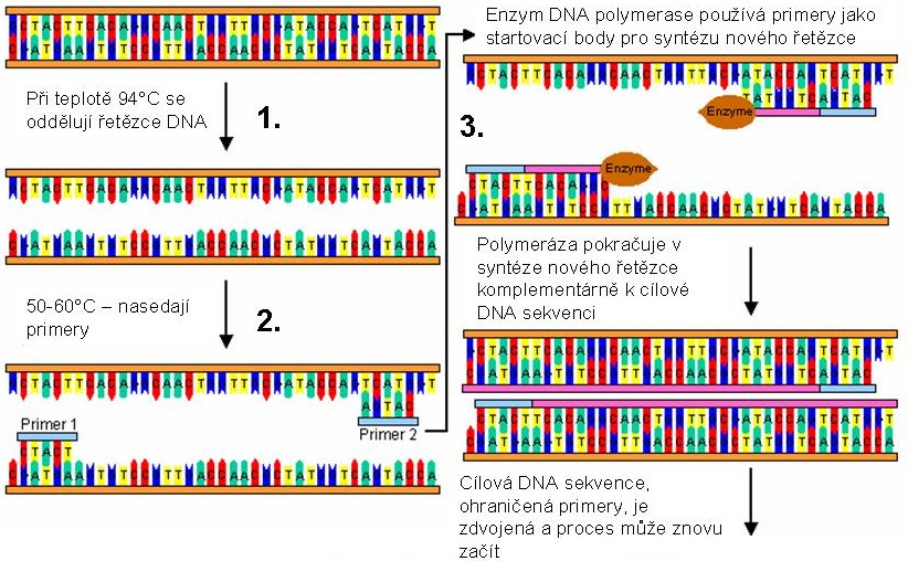 na 95 C (je tolerováno rozpětí 92 98 C), po dobu 0,5 1 minuty [19]. 2. Snížení teploty na 50 65 C umožní nasednutí primerů na komplementární sekvence na matricové DNA.