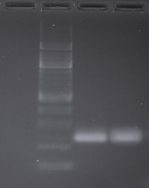 Tab. 1 Hodnoty absorbancí a koncentrace DNA izolované z výrobku Actimel Natur Koncentrace (ng/μl) A 260 A 280 A 260 / A 280 Purifikovaná DNA 84 0,33 0,198 1,67 Částečně purifikovaná DNA byla