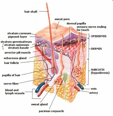 Adultní kůže - epidermis