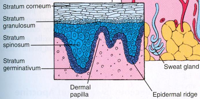 hypodermis/subkutis