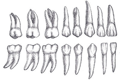 Mléčný chrup Definitivní chrup I1: Dens incisivus medialis (první řezák) I2: Dens incisivus lateralis