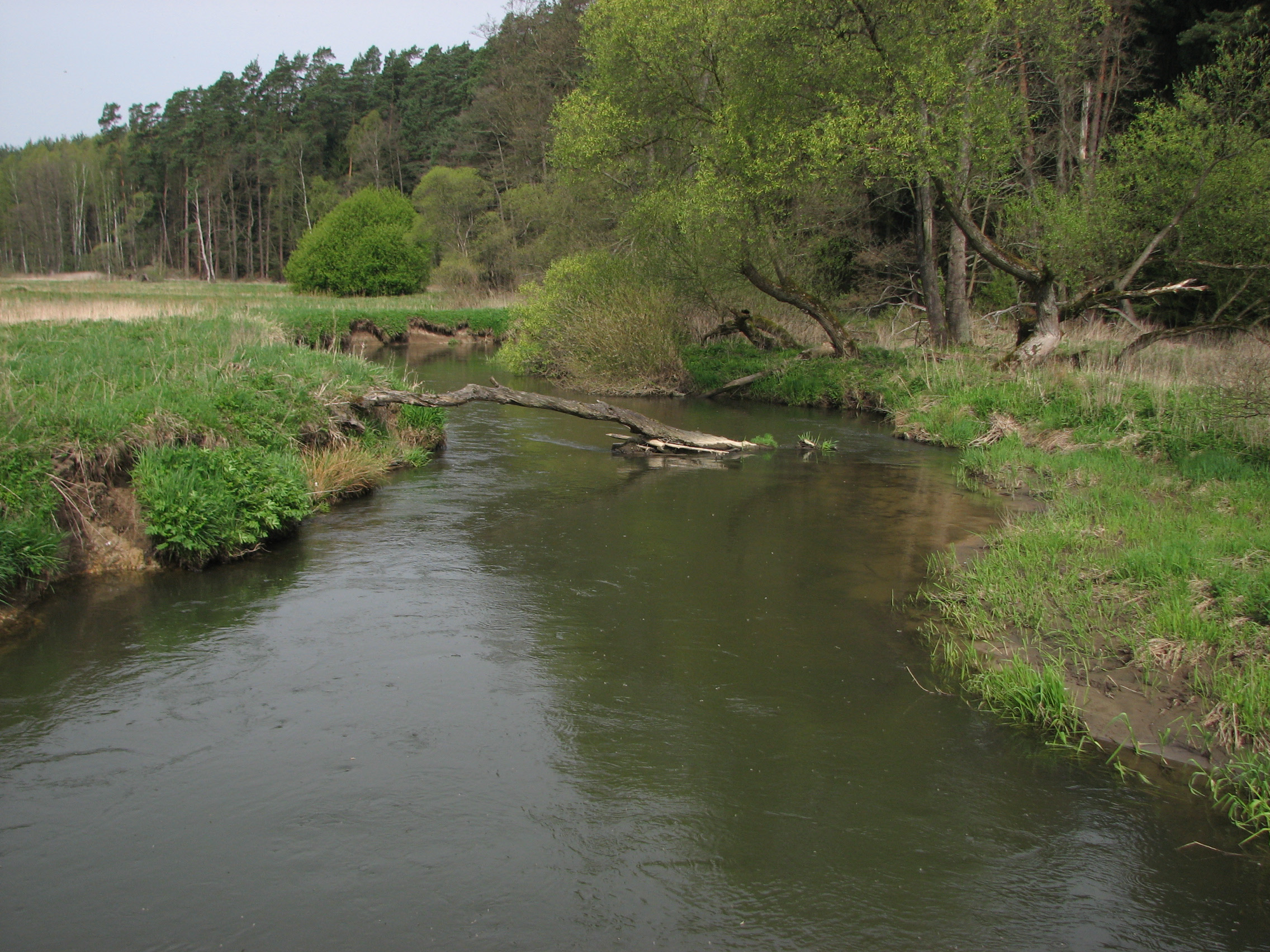 Obr. 1. Na většině zkoumaných lokalit má koryto Ploučnice přirozený charakter. Foto: Luboš Beran. Fig. 1. The riverbed of the Ploučnice River has a natural character at most studied sites.