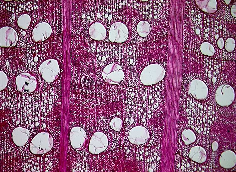 3 Mikroskopické znaky dřeva dubu Dřevo dubu se řadí mezi dřeva listnatých dřevin s kruhovitě