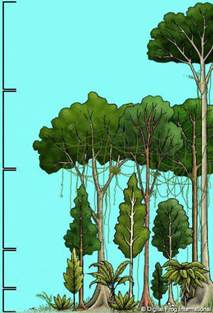 Tropický deštný les vertikální členění - patra 50m Vrchní stromové koruny gigantických stromů nad souvislou úrovní středního pásma Stromové střední hustá