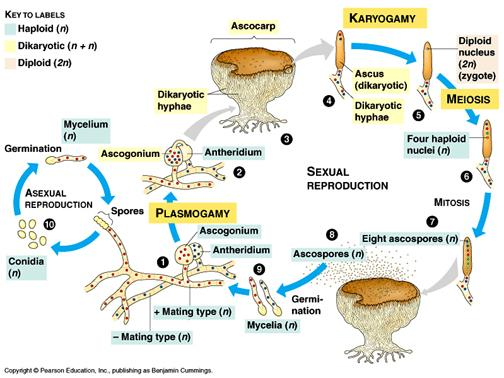 Odd. ASCOMYCOTA - vřeckovýtrusé houby - Nejpočetnější skupina hub - Mycelium přehrádkované s jedním haploidním jádrem v každé buňce Rozmnožování: - Nejčastěji nepohlavně (konidie).