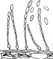 Tř. Leontiomycetes, ř.