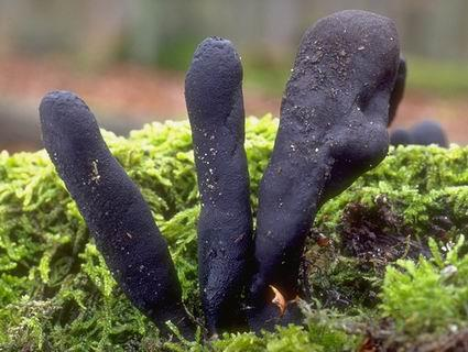 Tř. Sordariomycetes Saprofyté, parazité Plodnice perithecium Stromata, sklerocia Xylaria polymorpha dřevnatka kyjovitá Claviceps purpurea paličkovice nachová Hypoxylon deustum