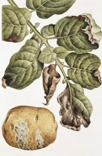 Plíseň bramborová (Phytophtora infestans);