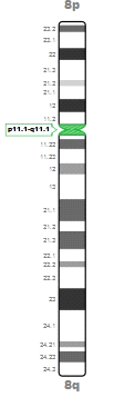 CEP 8 (SG) - trizomie chromozómu 8 (obrázek získán z Cytogenetické a molekulárně cytogenetické laboratoře HOK) Sonda (PTPRT 20q12)/20q11 (Kreatech) se váže na dlouhé