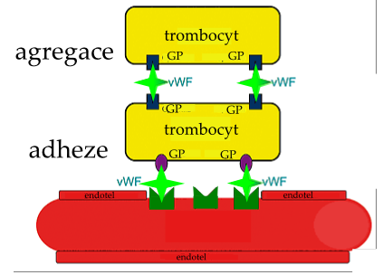 (HMW). Gen pro VWF nacházíme na krátkém raménku chromozomu 12, obsahuje 52 exonů [4, 12, 15, 16, 22]. Jeho funkce je dvojí: V primární hemostáze se podílí na adhezi a agregaci trombocytů (Obr. č. 2).