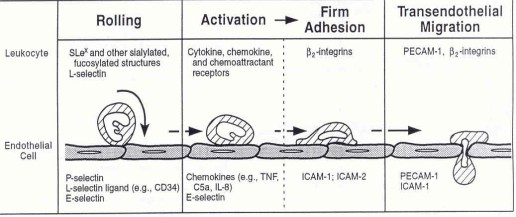 Insult or injury Epithelial damage Endothelial damage Damage of pneumocytes II Pt agregation C