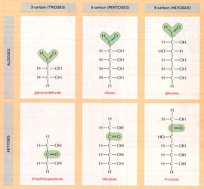 MONOSACHARIDY DERIVÁTY MONOSACHARIDU