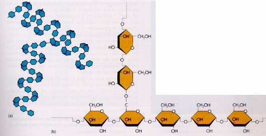 glykogenu jsou chemicky méně