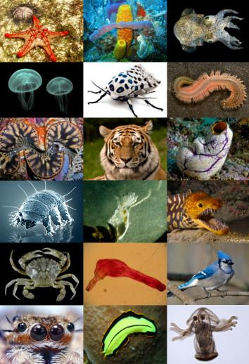Biodiverzita ( biologická diverzita) znamená různost a rozmanitost organizmů v prostoru - biosféře Je to soubor
