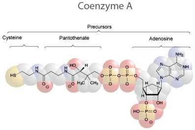 Mastné kyseliny (FA) v buňkách jsou vázány na Koenzym A acyl-coa vazebné místo redukovanější uhlíkatý řetězec než sacharidy: -CH 2 - FA tvoří složky triacylglycerolů a fosfolipidů, jsou součástí