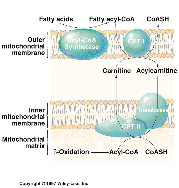 Transport mastných kyselin do mitochondrie cytoplazma KARNITINOVÝ PŘENAŠEČ karnitin (Lys + Met) matrix mitochondrie Obrázek je převzat z