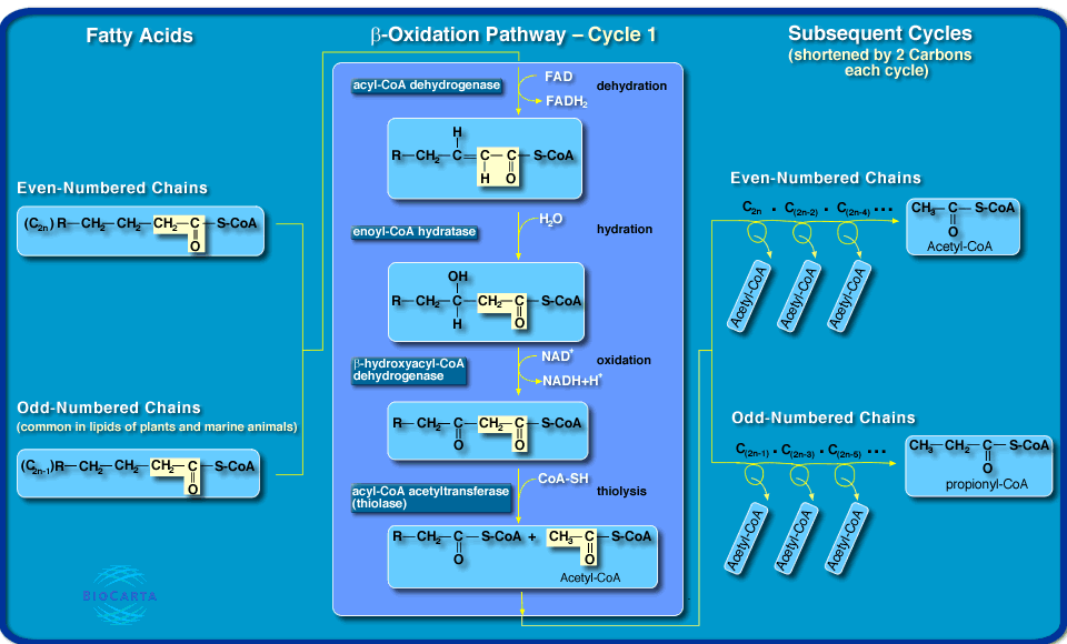 β-oxidace mastných kyselin (1 cyklus) dehydrogenation Obrázek převzat z