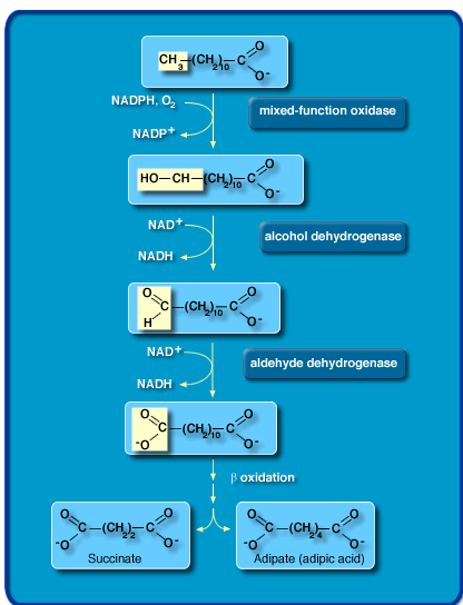 Omega-oxidace mastných kyselin cyt P450 (O 2, NADPH) alkoholdehydrogenáza (NAD + ) aldehyddehydrogenáza (NAD + )