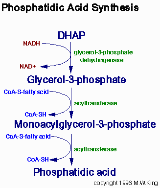 Biosyntéza triacylglycerolů substráty: aktivovaná FA (acyl-coa), aktivovaný glycerol