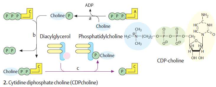 Biosyntéza glycerolfosfolipidů substráty: aktivovaná polární hlava nebo aktivovaný DAG (CDP-deriváty) CDP-cholin /