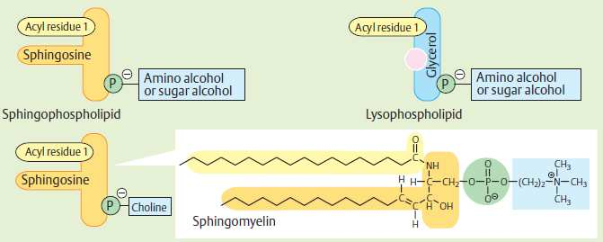 Sfingofosfolipidy glycerolfosfolipid sfingofosfolipid sfingozin (C18) * nenasycený aminoalkohol (2 -OH sk.