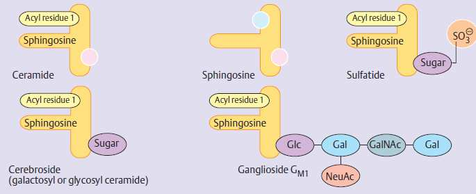 Glykolipidy FA je na sfingozin vázána přes -NH 2 ceramid je prekurzorem všech sfingolipidů (fosfo- i glyko-sfingolipidů) cerebrosidy: 1 monosacharid gangliosidy: