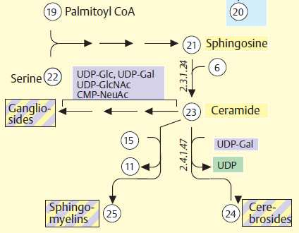 Biosyntéza sfingolipidů substráty: ceramid, aktivované monosacharidy nebo CDP-cholin ( sfingomyelin)