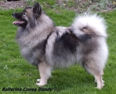 Německý špic vlčí/keeshond feny BALLERINA Canea Dandy Cm 42 CMKU/NS/12839/14 * 22.03.