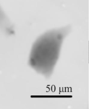 VÝSLEDKY EXPERIMENTŮ a b c d a b c d e f g h e f g h Obrázek 5.1: Záznam mitosy buňky typu A3 carho pomocí rekonstruované fáze a DPD. Měřítko uvedené na prvním snímku je společné pro všechny snímky.