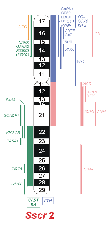 28 Obr. 5 Diagram prasečího chromozomu 2 (SSC2) 3.5.2 Gen MYOG www.animalgenome.org, INRA Pod kontrolou genu MYOG probíhá fúze myoblastů v myofibrily (Hasty et al., 1993).