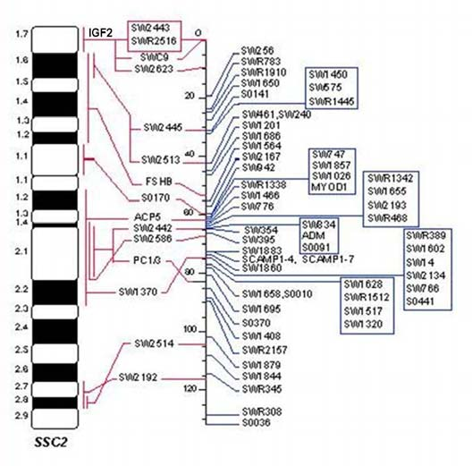 Polymorfismus tohoto genu byl poprvé zjištěn v roce 1993, a to pomocí restrikční endonukleasy MspI (Ernst et al., 1993). Te Pas et al.