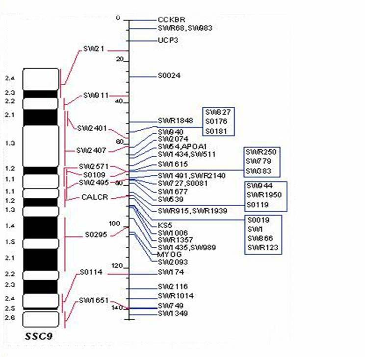 29 Obr. 6 Diagram prasečího chromozomu 9 (SSC9) www.animalgenome.org, INRA 3.5.3 Gen MYF5 Tento gen byl jako první svalově specifický regulační faktor exprimovaný in vivo v myoblastech.